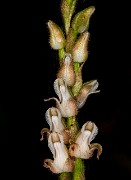 Goodyera oblogifolia - Rattlesnake Orchid 20-1104